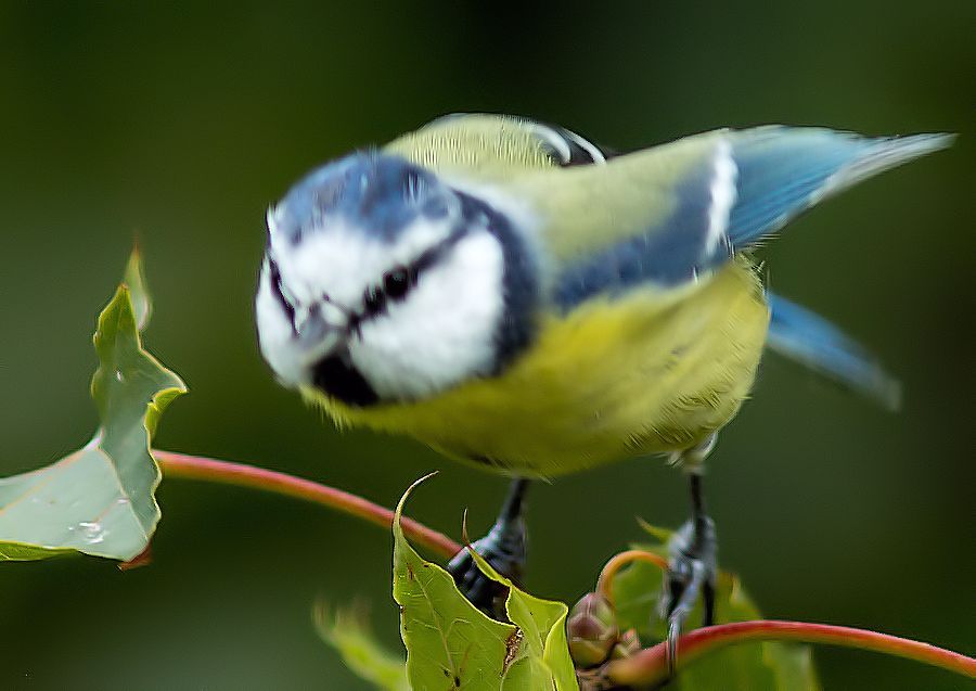 Blaumeise beim Abflug