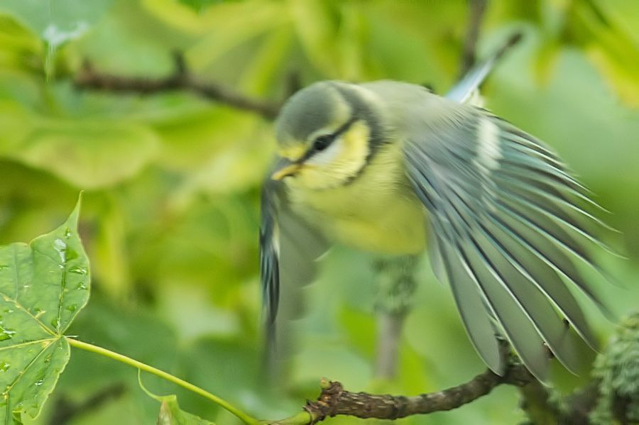 Blaumeise beim Abflug