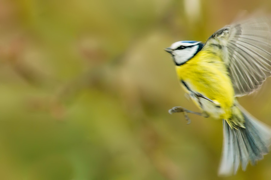 Blaumeise beim Landeanflug