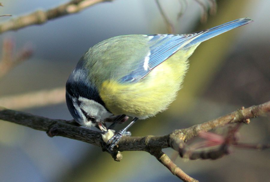 Blaumeise beim essen