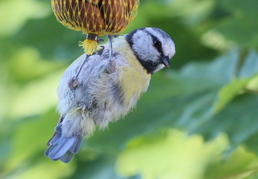 Blaumeise beim essen