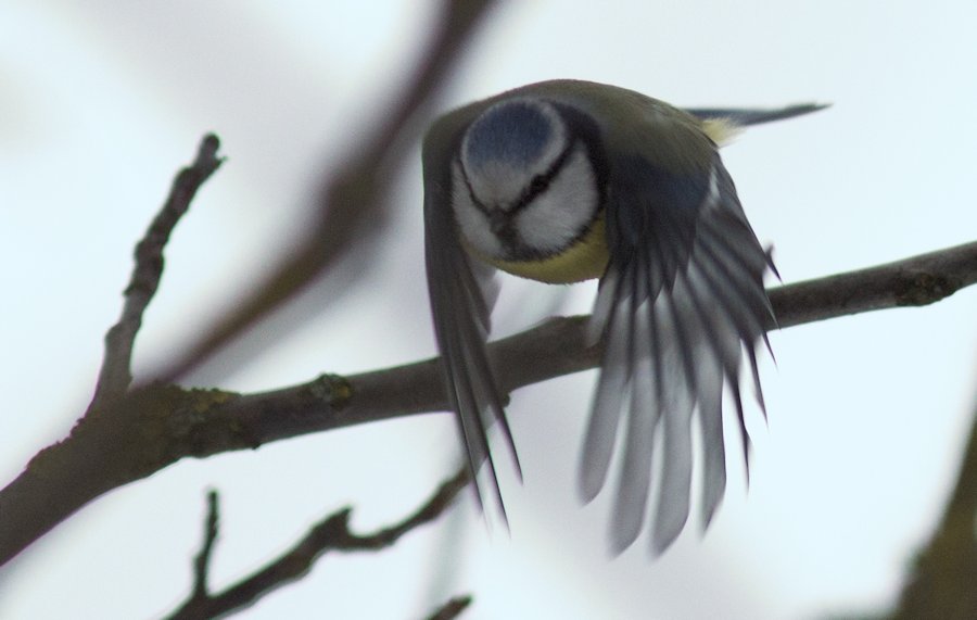 Blaumeise im Flug