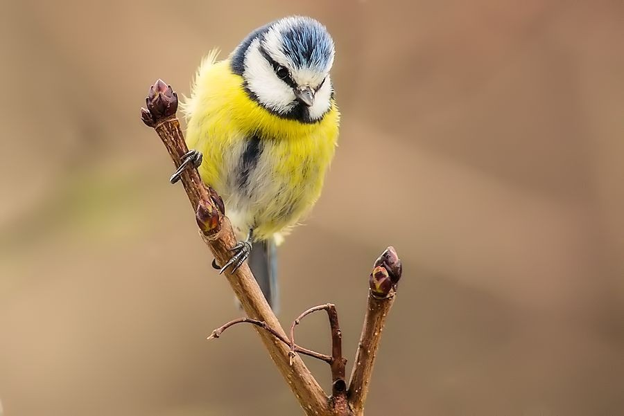 Blaumeise im Regen