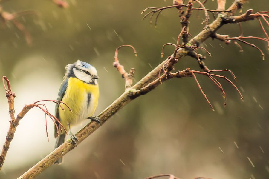 Blaumeise im Regen