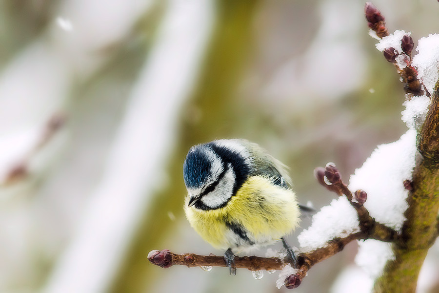 Blaumeise im Schnee