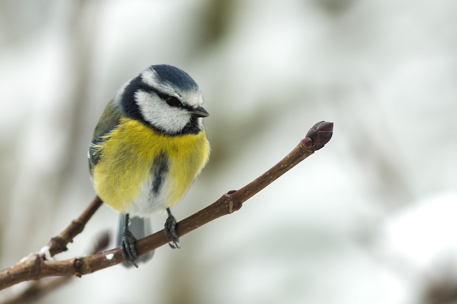 Blaumeise im Winter