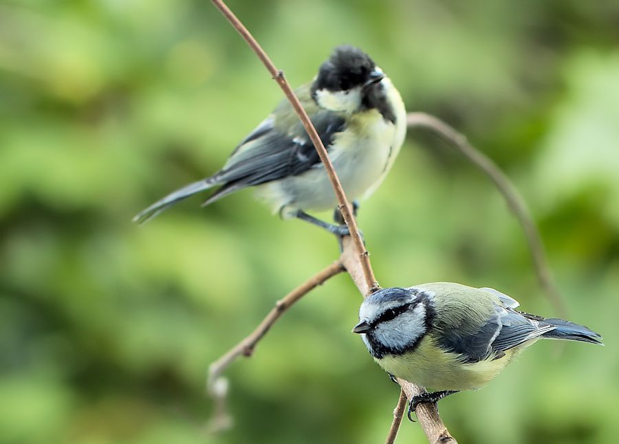 Blaumeise und Kohlmeise