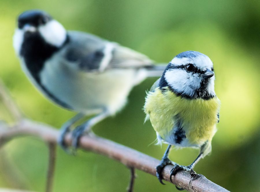 Blaumeise und Kohlmeise