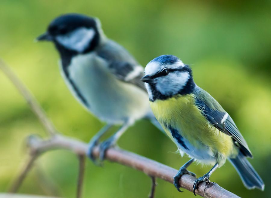 Blaumeise und Kohlmeise
