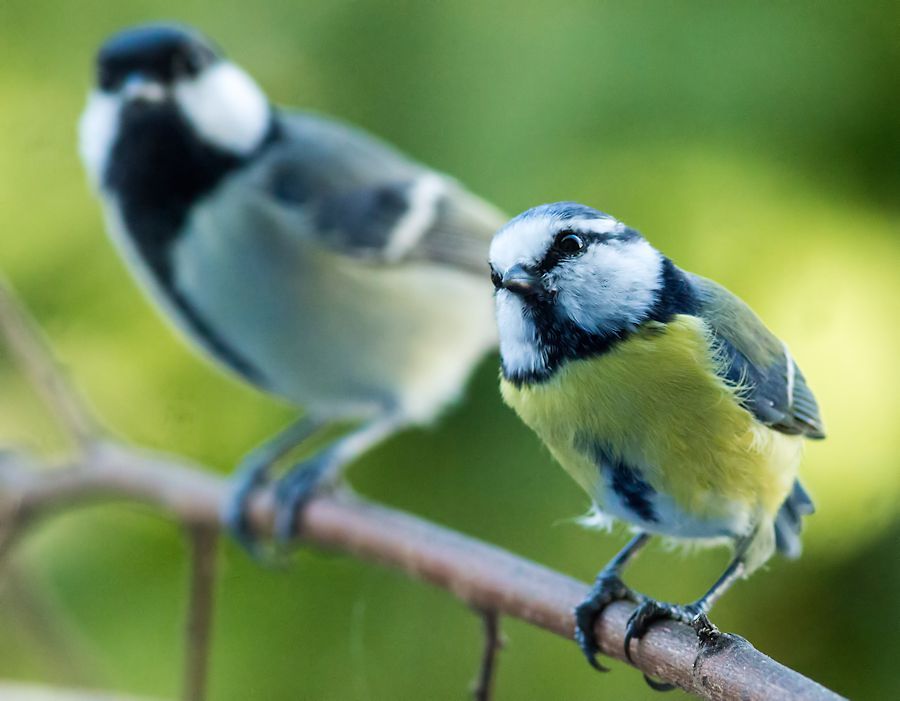 Blaumeise und Kohlmeise