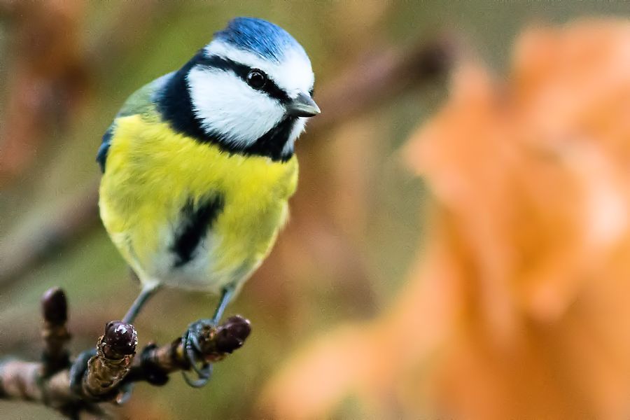 Blaumeisen