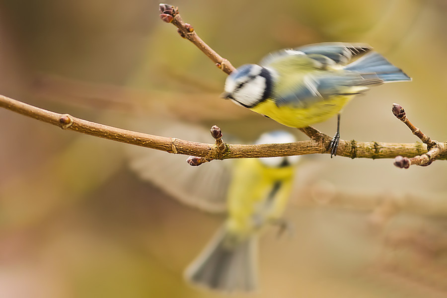 Zwei Blaumeisen im Flug