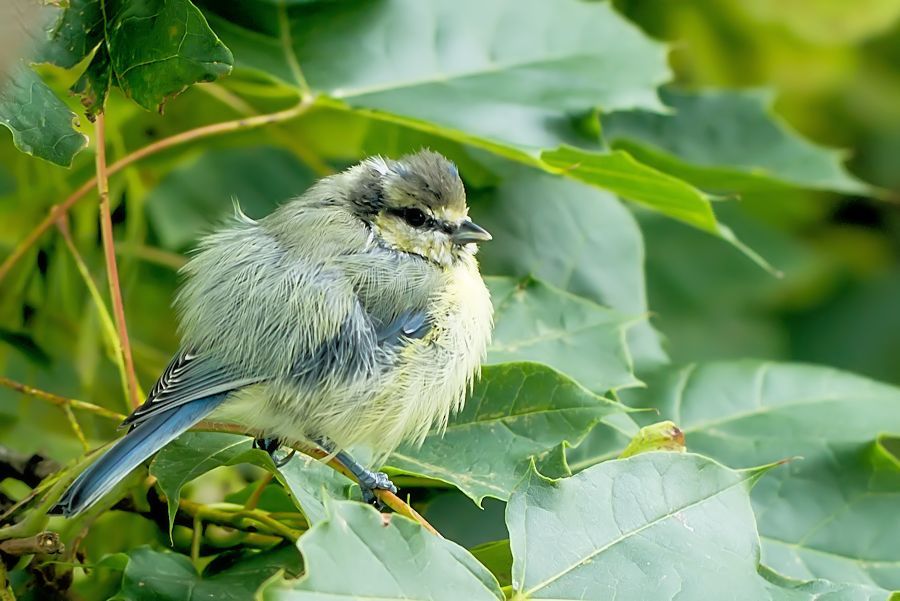 junge Blaumeise
