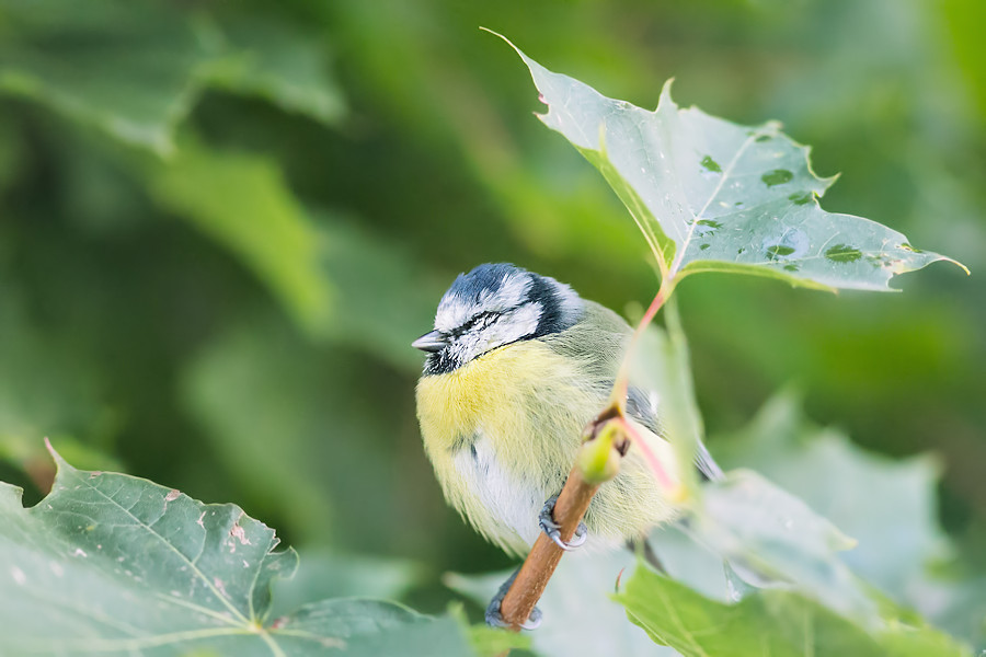schlafende Blaumeise