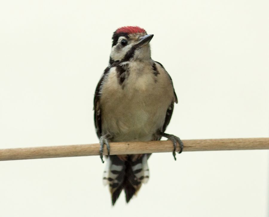junger Buntspecht