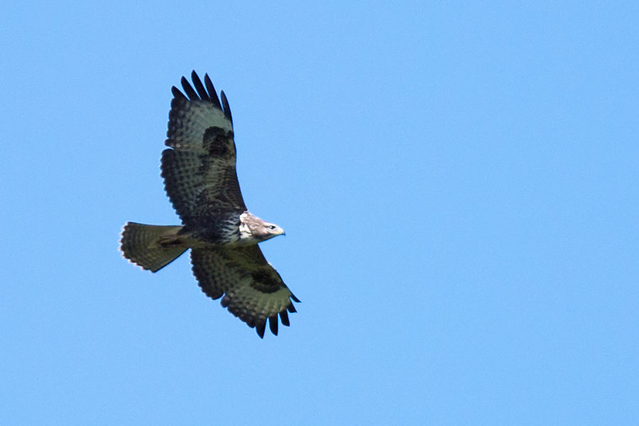 Bussard