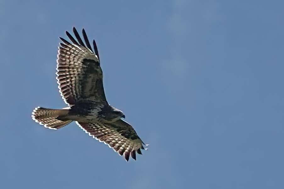 Bussard
