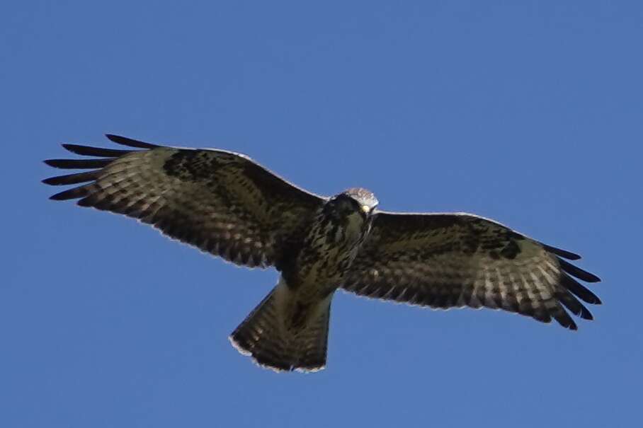 Bussard