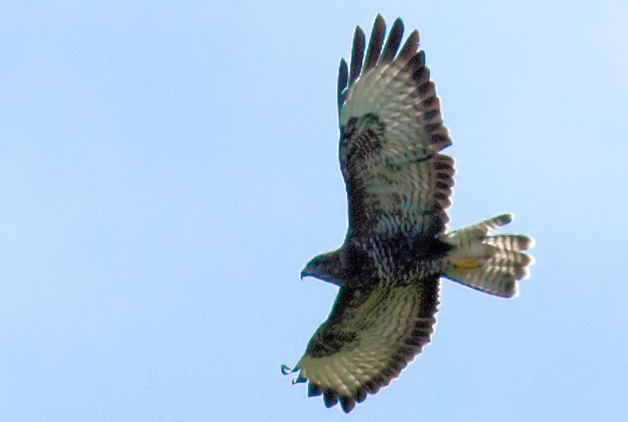 Bussard