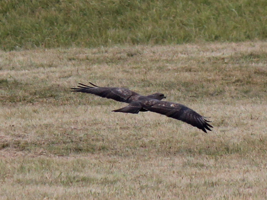 Bussard