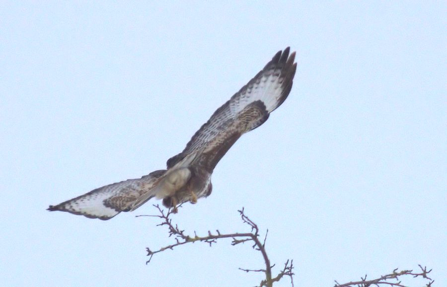 Bussard