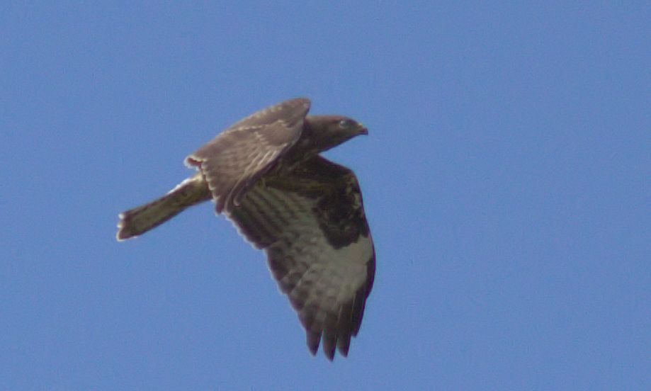 Bussard