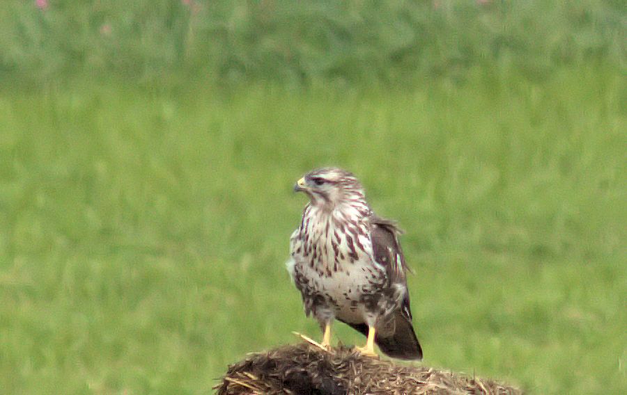Bussard