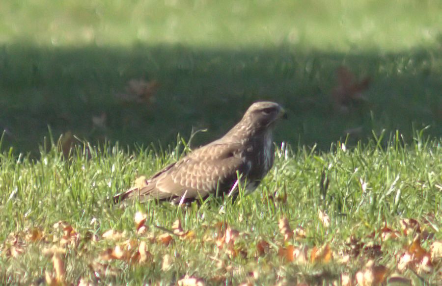 Bussard