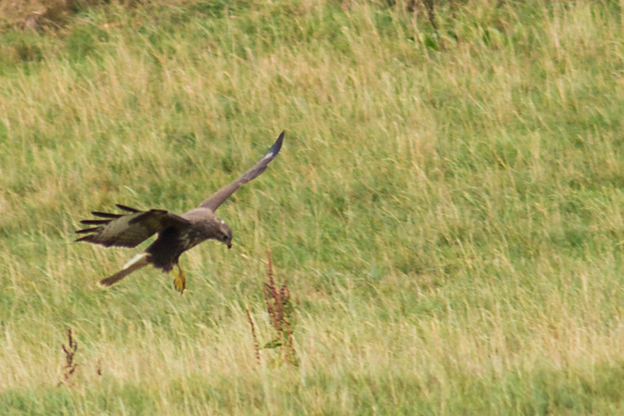 Bussard auf Beutefang