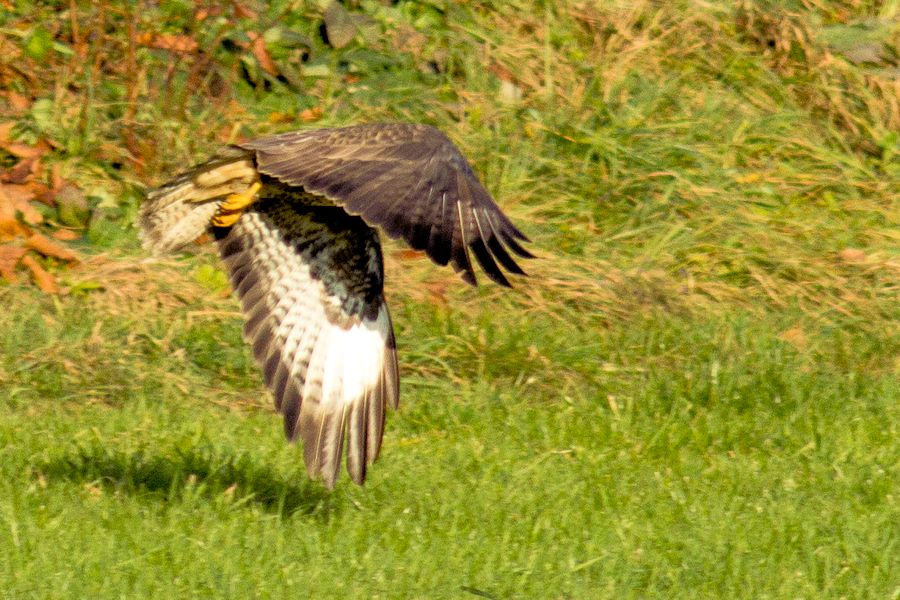 Bussard beim Abflug