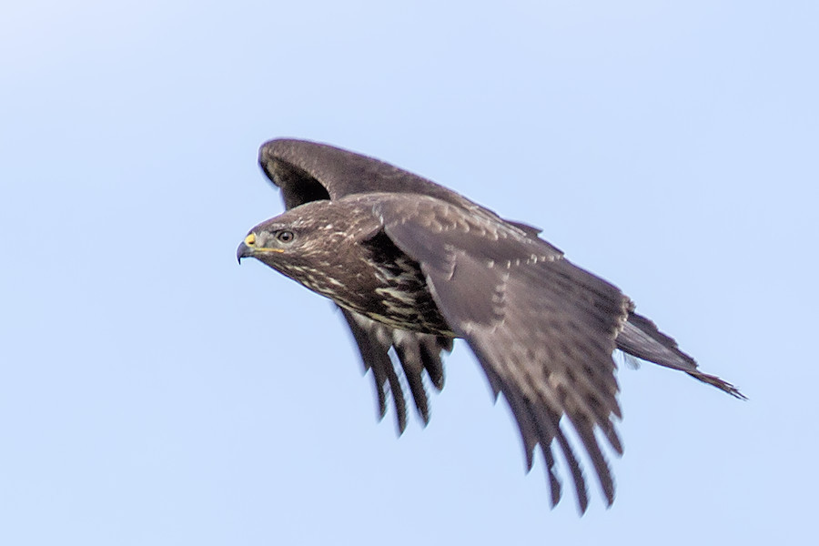 Bussard im Flug