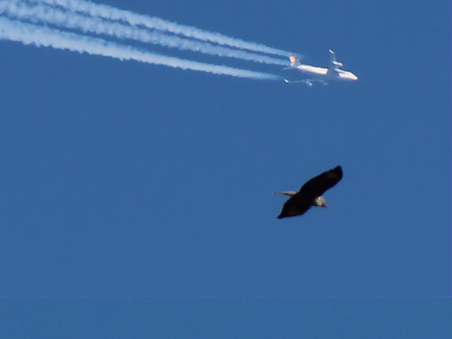 Jumbo Jet und Bussard