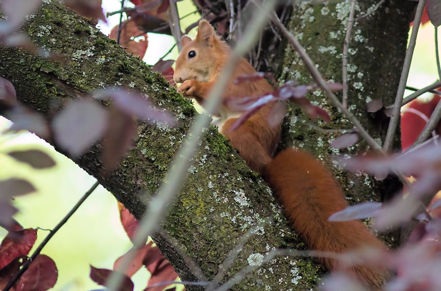 Eichhörnchen