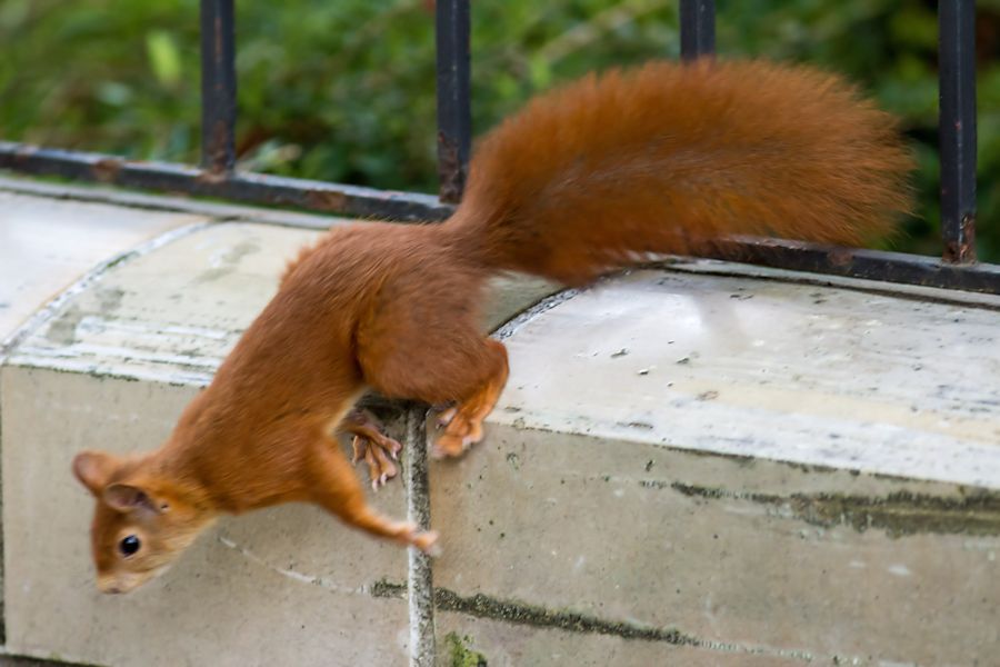 Eichhörnchen