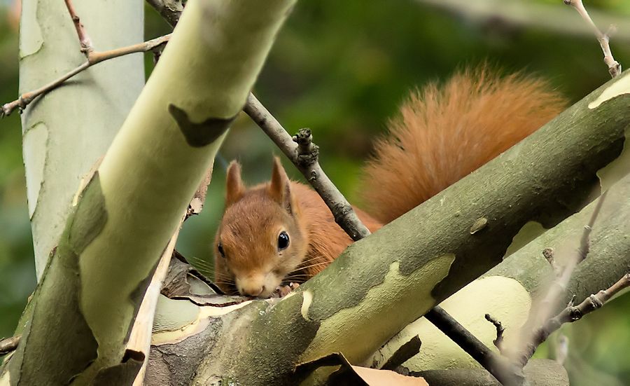 Eichhörnchen