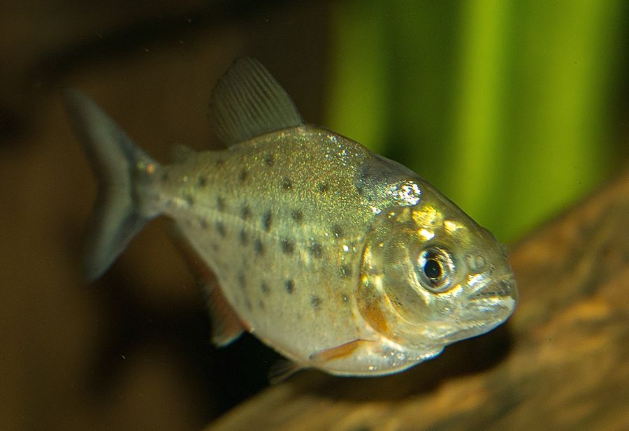Piranha