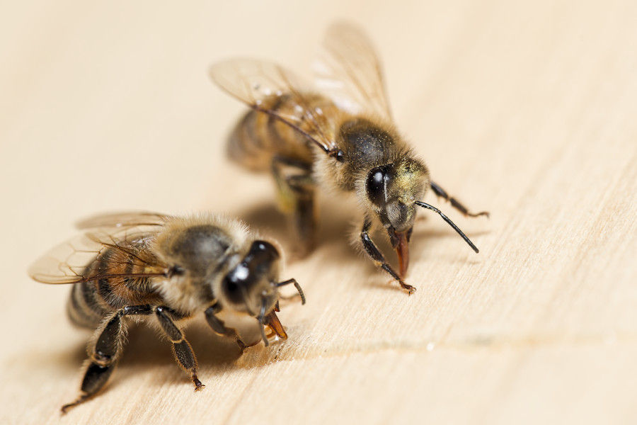 Bienen