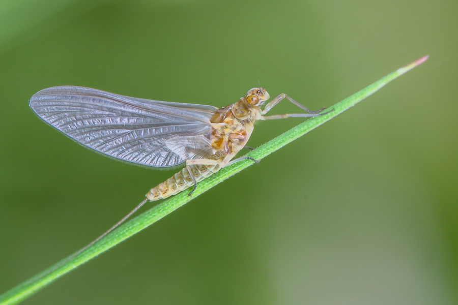 Eintagsfliege