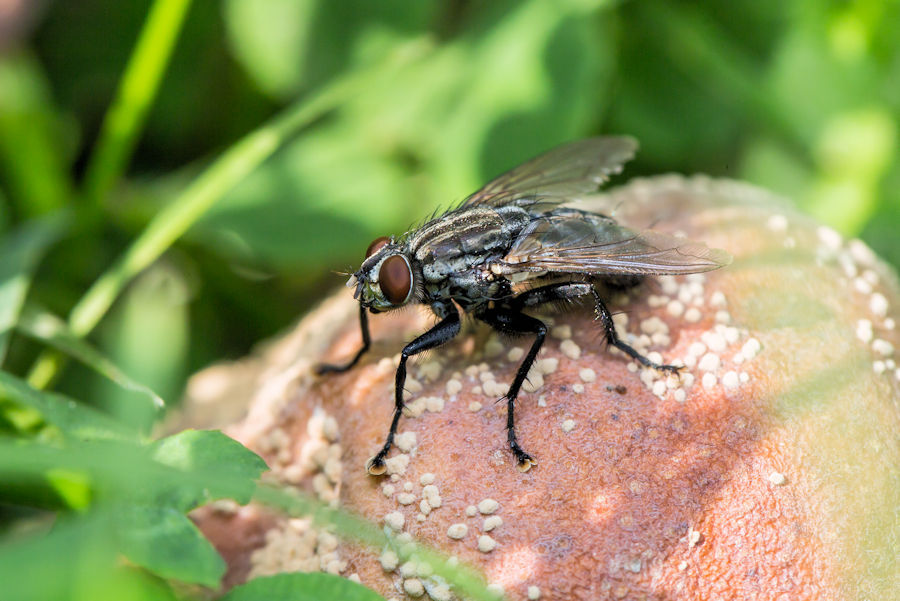 Fliege auf altem Apfel