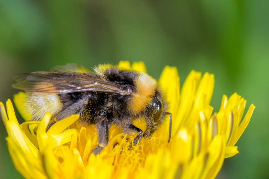 Hummel