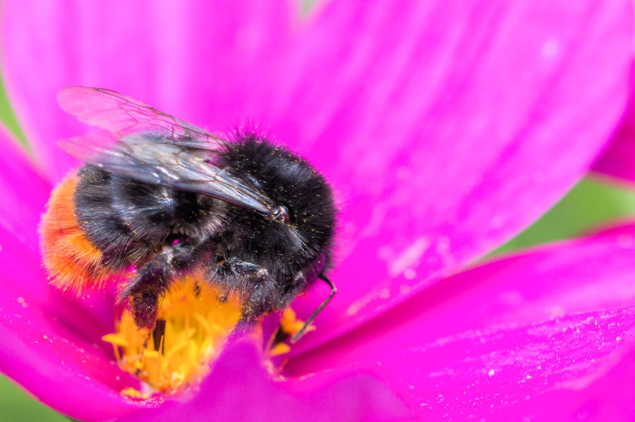 Hummel