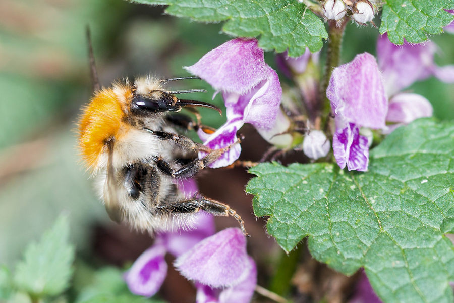 Hummel und Gefleckte Taubnessel
