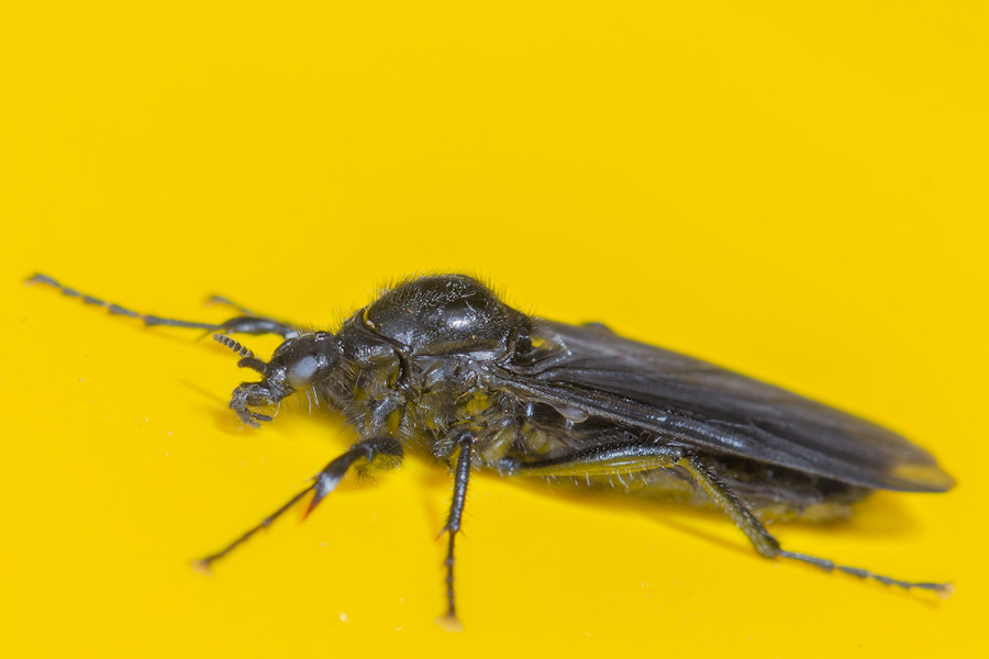 Märzfliege