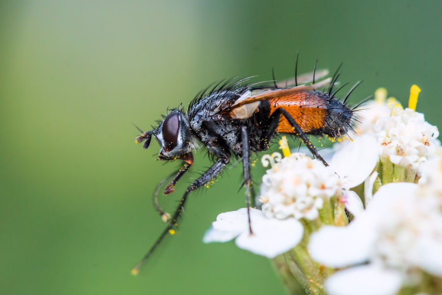 Rotgefleckte Raupenfliege