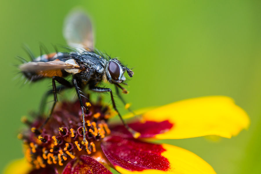 Rotgefleckte Raupenfliege