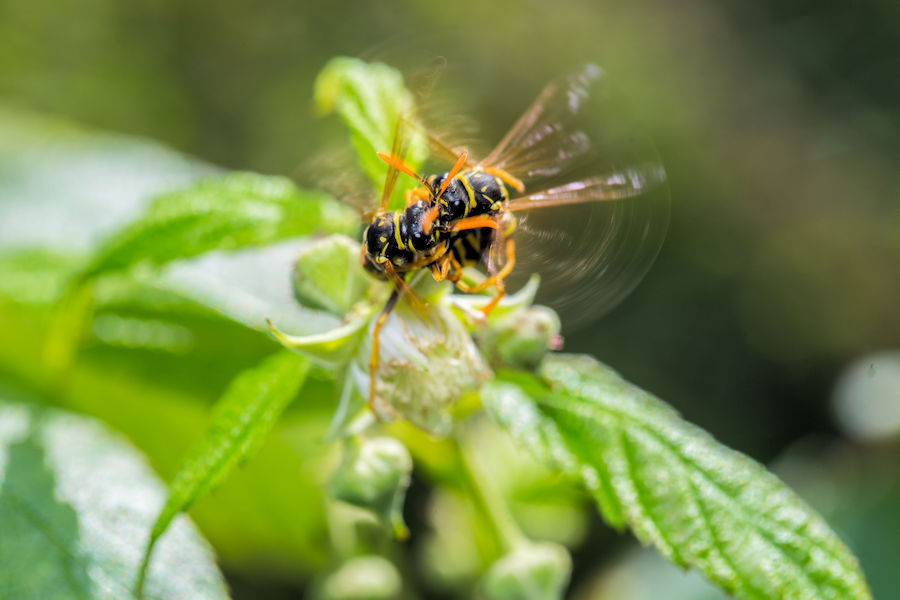 Wespen an einer Himbeerblüte zwischen Brennesseln
