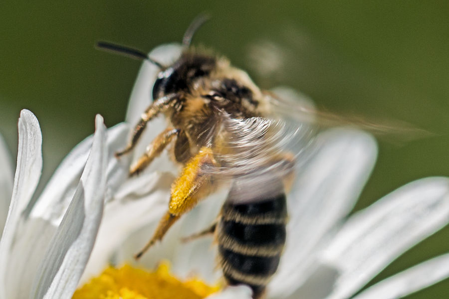 Biene beim Abflug