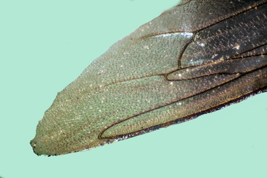 Bienenflügel Details