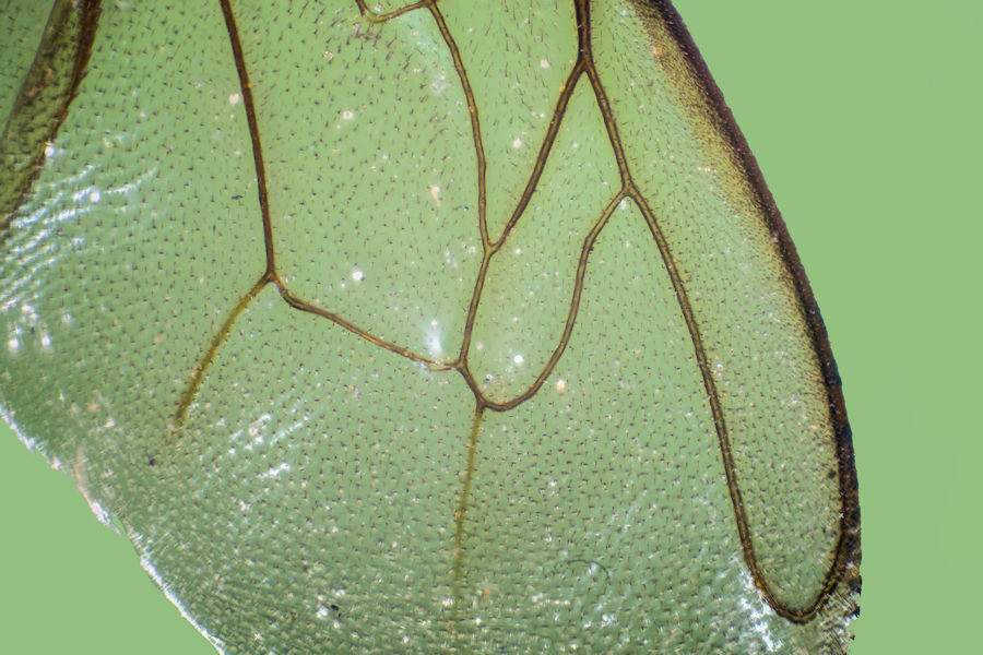 Bienenflügel Details