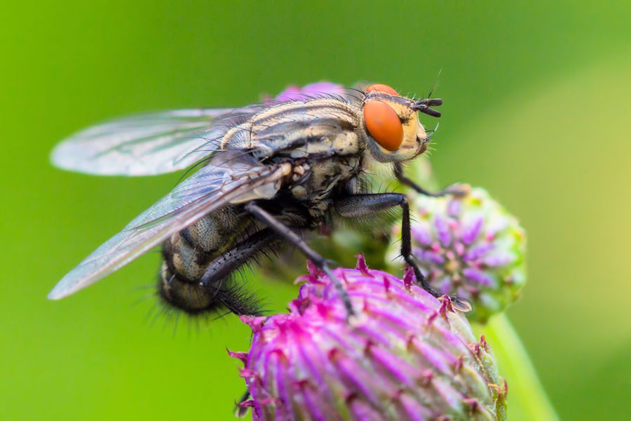 Fliege auf einer Distelblüte